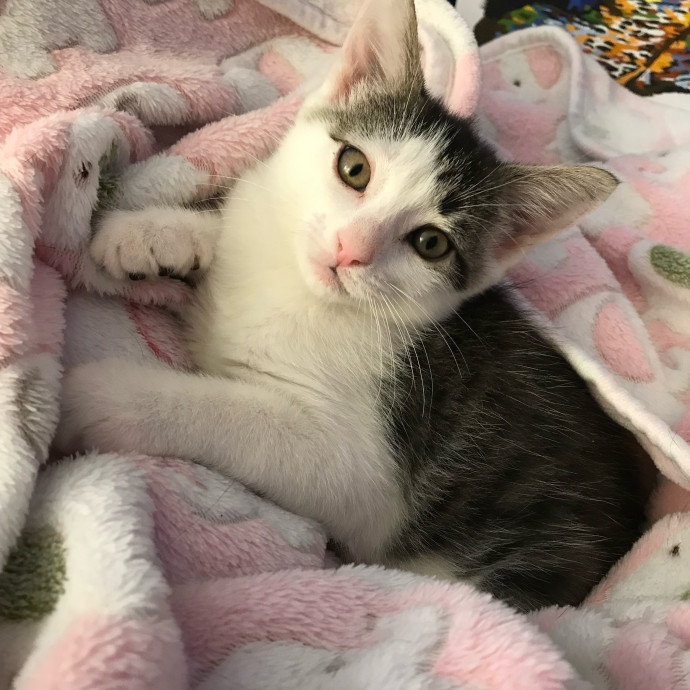 Iris The Cat Sitter