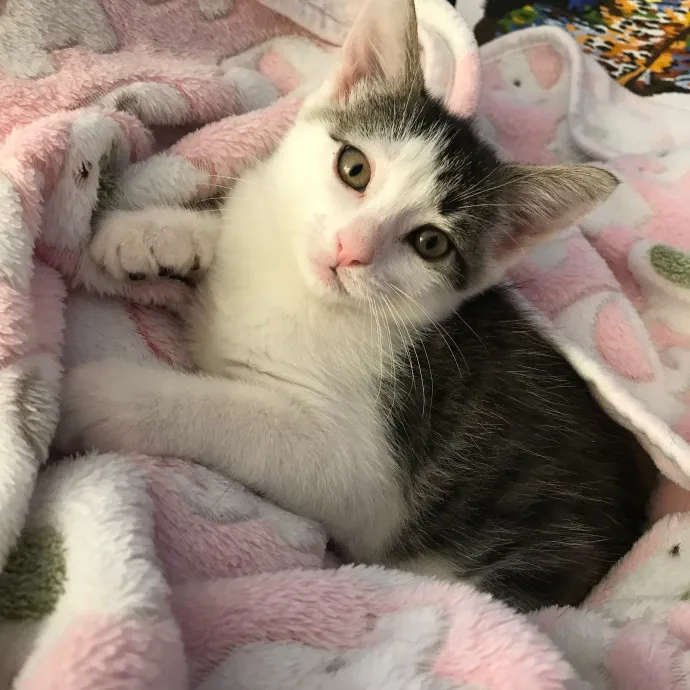 Iris The Cat Sitter