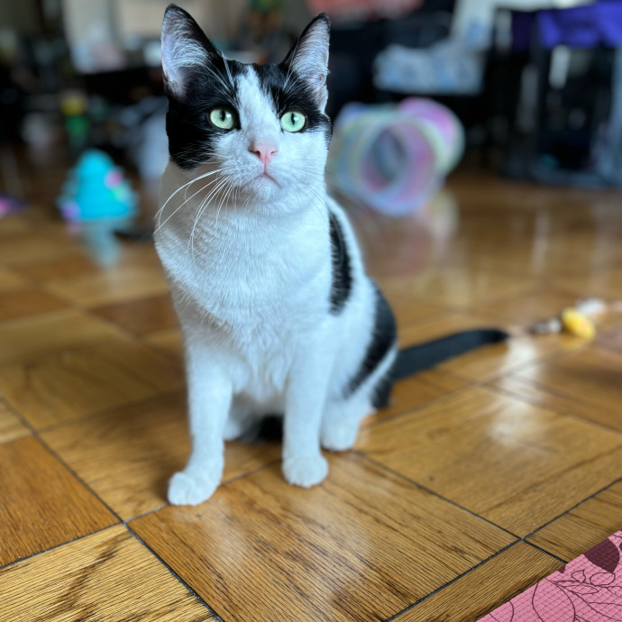 Iris The Cat Sitter