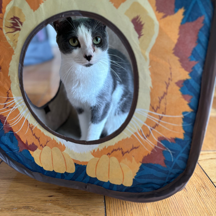 Iris The Cat Sitter