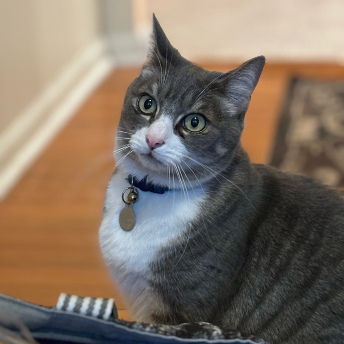Iris The Cat Sitter