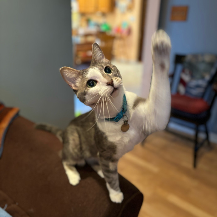 Iris The Cat Sitter