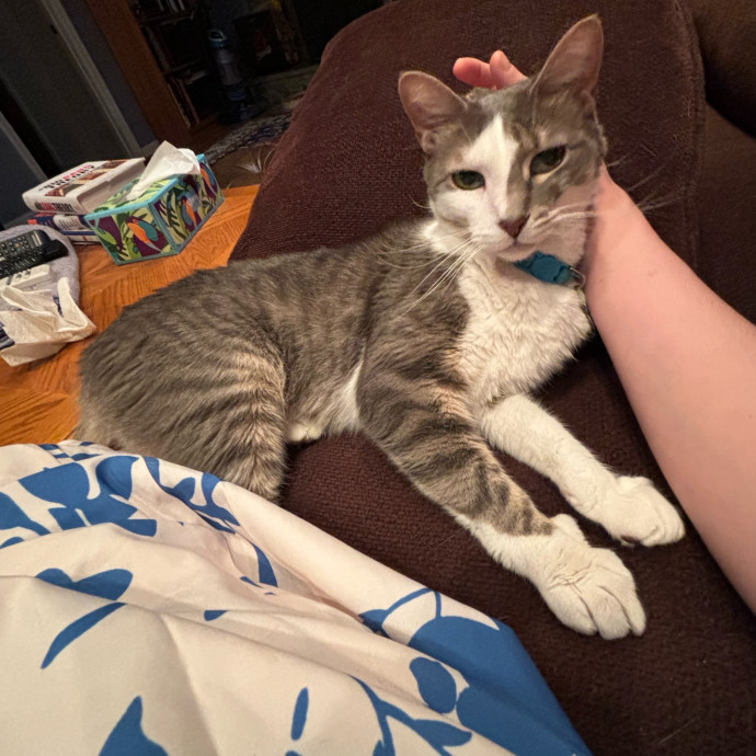 Iris The Cat Sitter