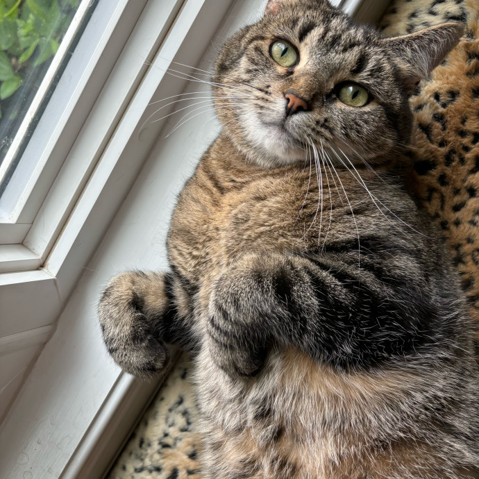Iris The Cat Sitter photo 3