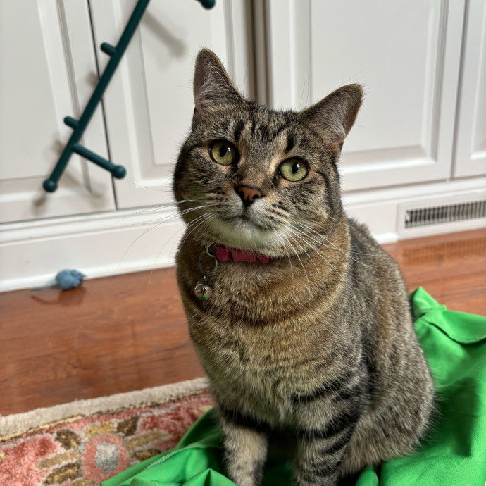 Iris The Cat Sitter photo 2