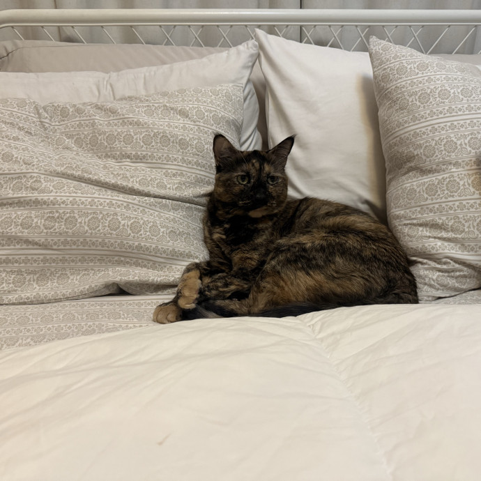 The Nine Lives Nanny