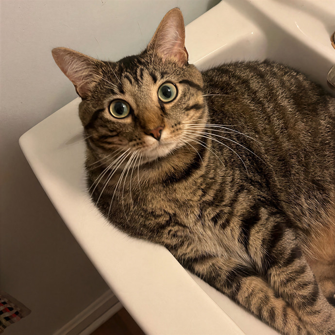 Meowtel Louisville Cat Sitting