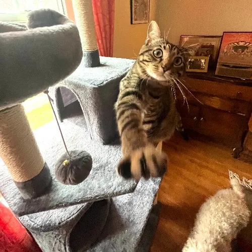 Meowtel Louisville Cat Sitting