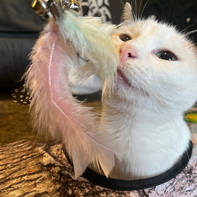 Meowtel Louisville Cat Sitting
