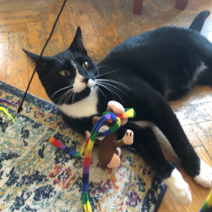 Meowtel Louisville Cat Sitting
