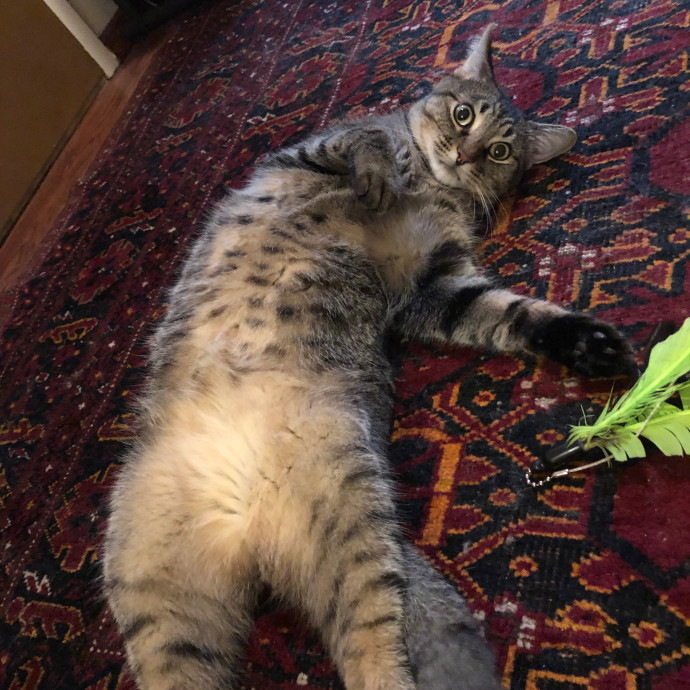 Meowtel Louisville Cat Sitting