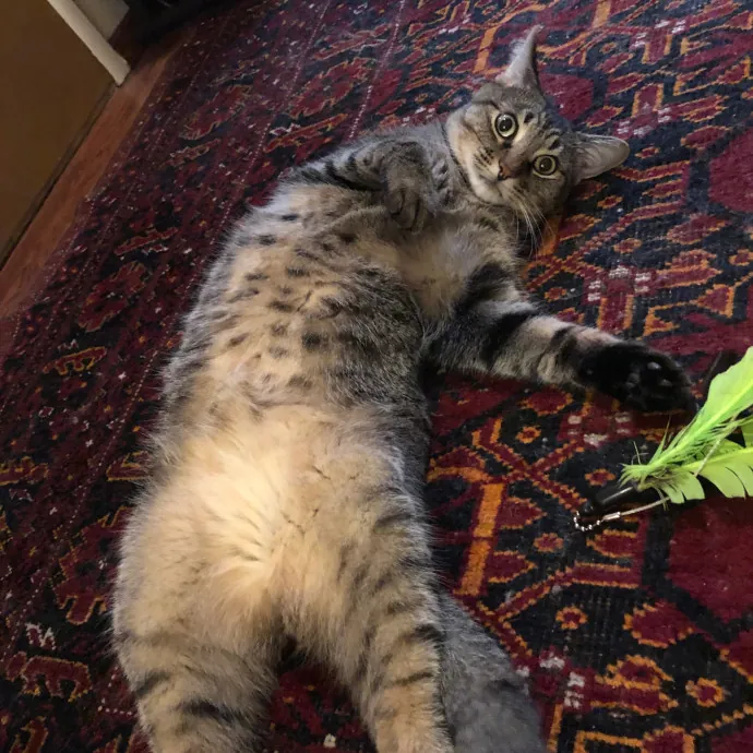 Meowtel Louisville Cat Sitting