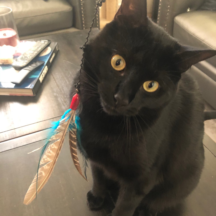 Meowtel Louisville Cat Sitting