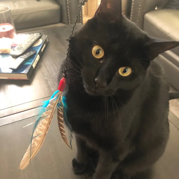 Meowtel Louisville Cat Sitting