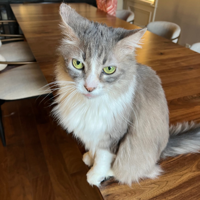 Meowtel Louisville Cat Sitting