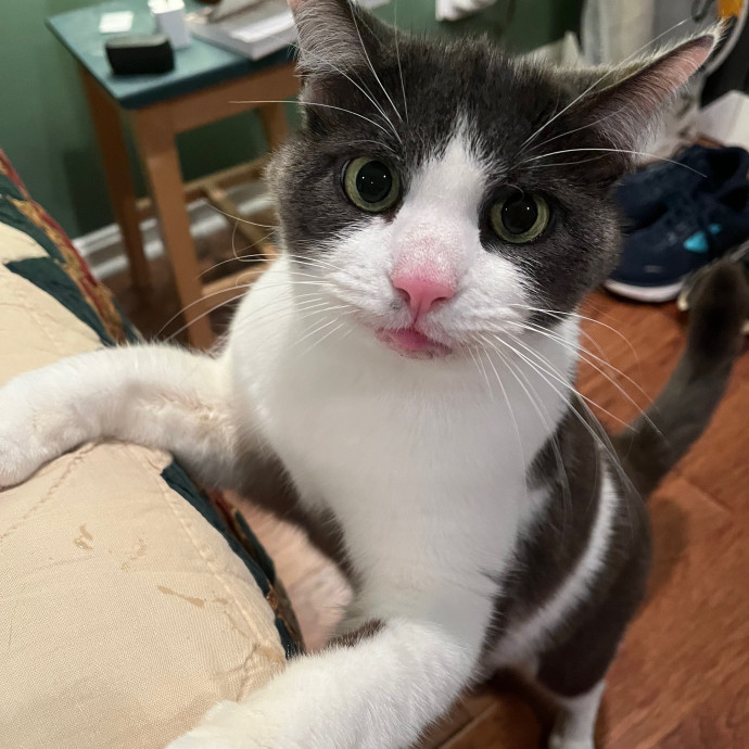 Meowtel Louisville Cat Sitting