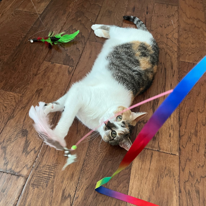 Meowtel Louisville Cat Sitting
