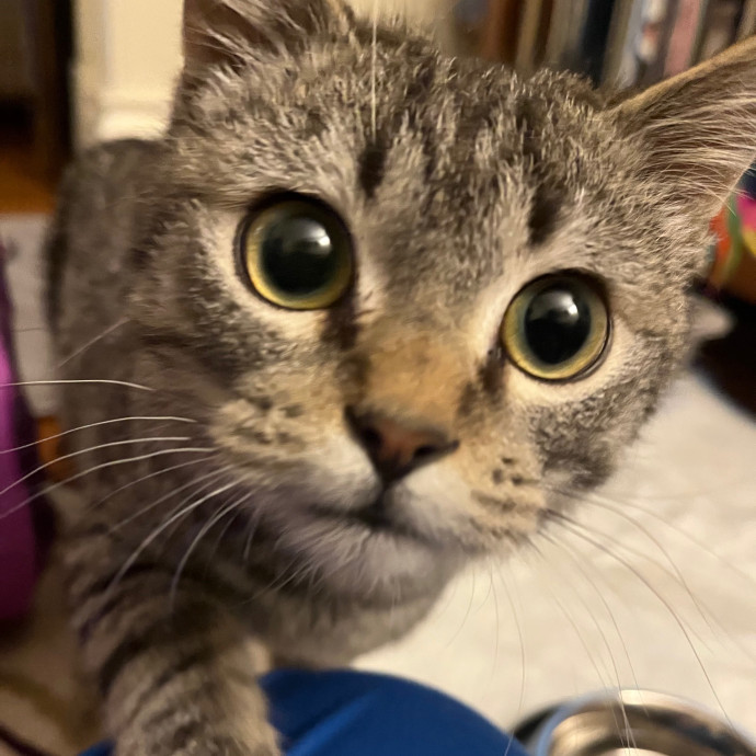 Meowtel Louisville Cat Sitting