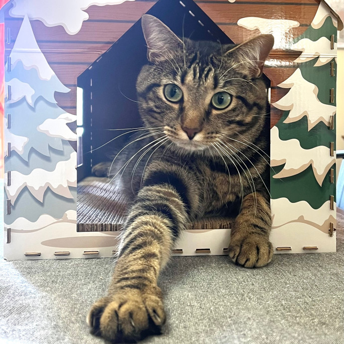 Meowtel Louisville Cat Sitting