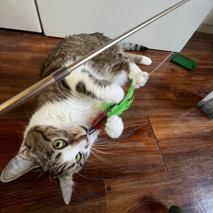 Meowtel Louisville Cat Sitting