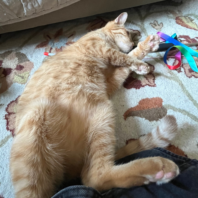 Meowtel Louisville Cat Sitting