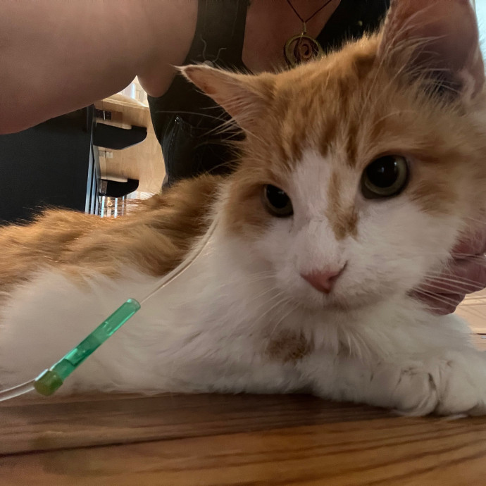 Meowtel Louisville Cat Sitting