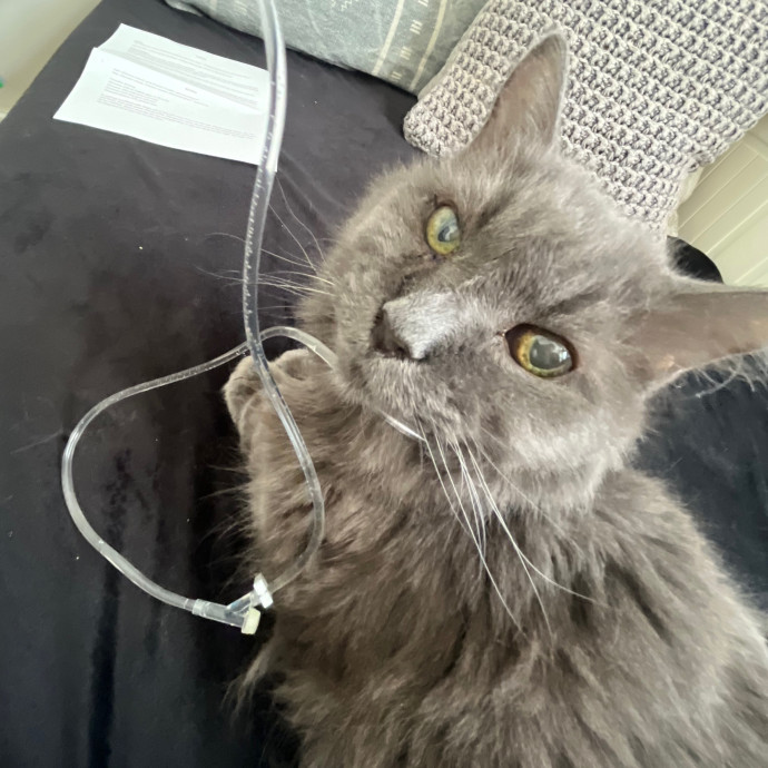 Meowtel Louisville Cat Sitting