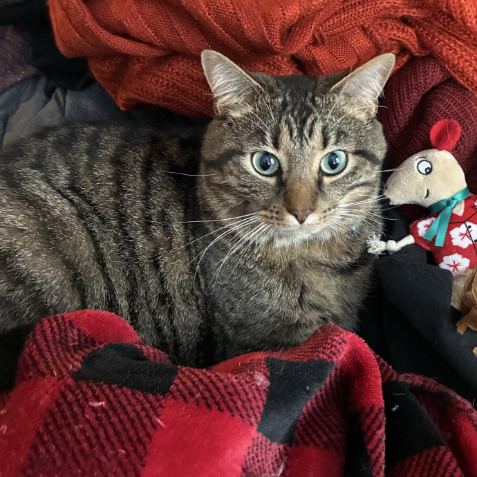 Meowtel Louisville Cat Sitting
