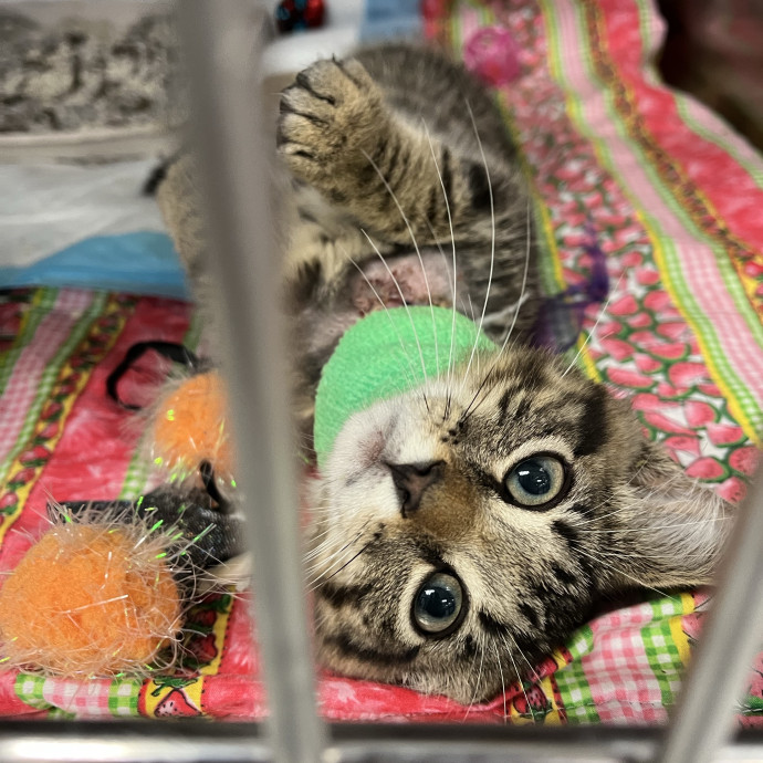 Meowtel Louisville Cat Sitting
