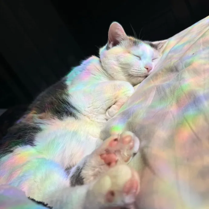 Your Cats New Best Friend