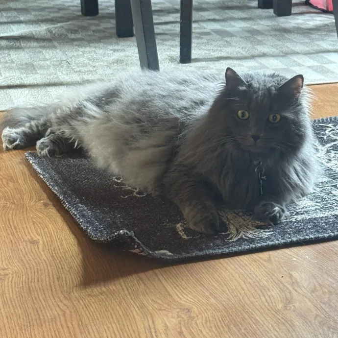 Your Cats New Best Friend