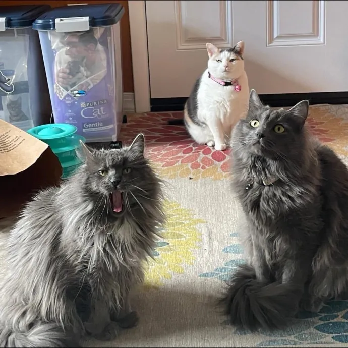 Your Cats New Best Friend