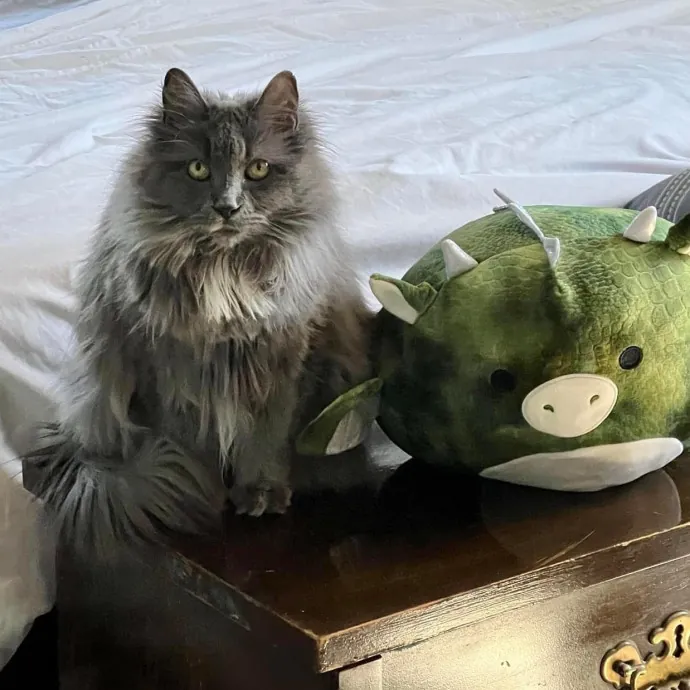 Your Cats New Best Friend