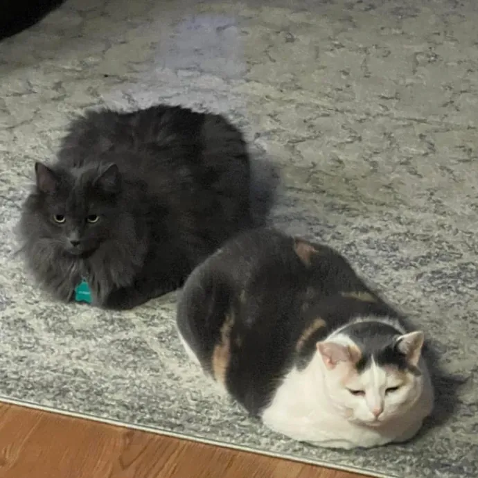 Your Cats New Best Friend