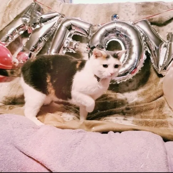 Your Cats New Best Friend