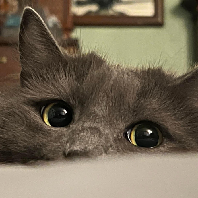 Your Cats New Best Friend