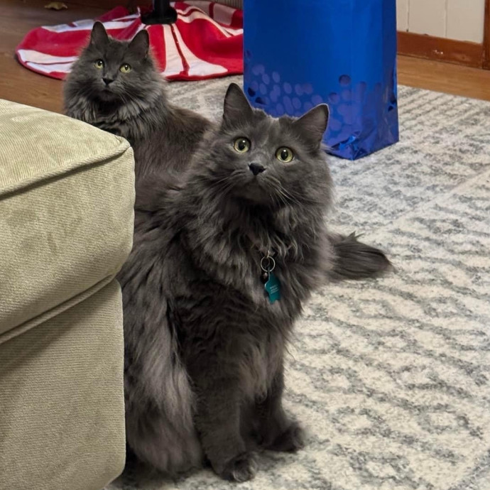 Your Cats New Best Friend photo 3