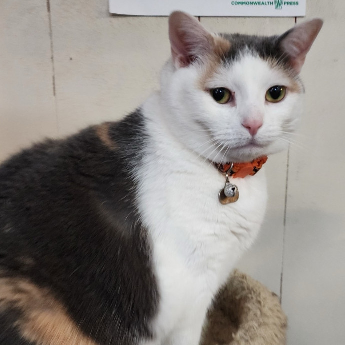 Your Cats New Best Friend photo 2
