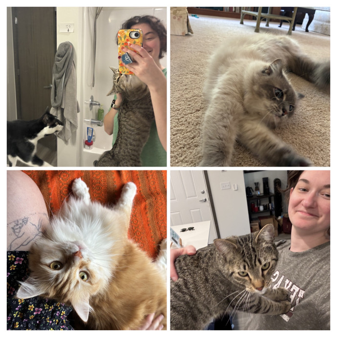 Passionate About Cats