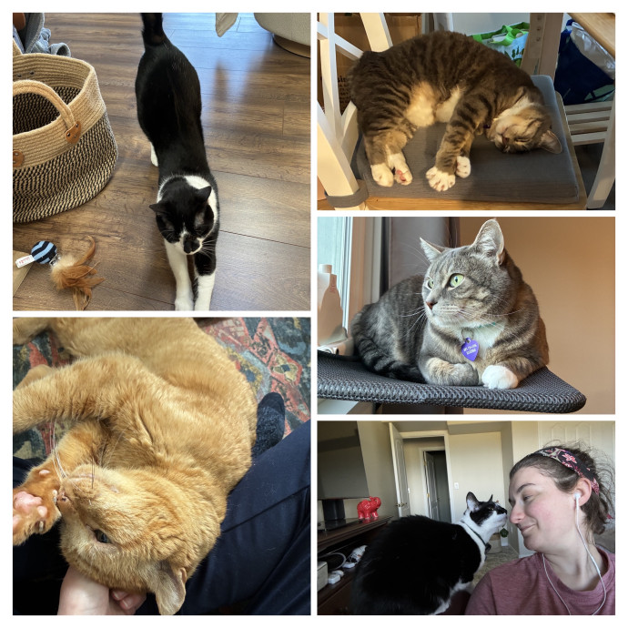 Passionate About Cats