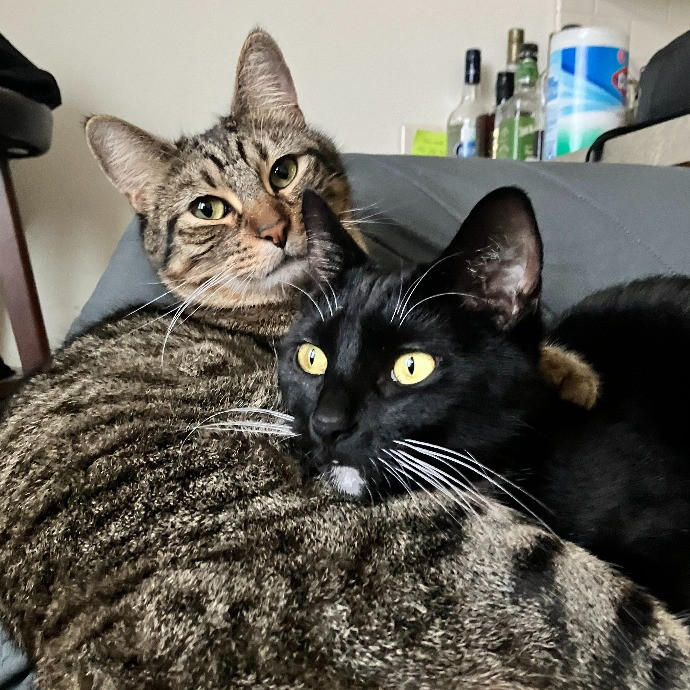 Misa's Critter Care - Seattle photo 2