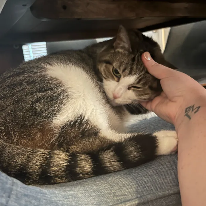 Sarah's Purrrfect Kitty Kare