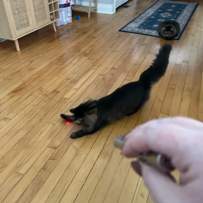 Sarah's Purrrfect Kitty Kare