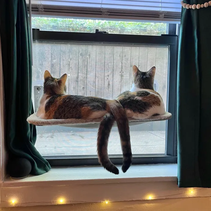 Sarah's Purrrfect Kitty Kare