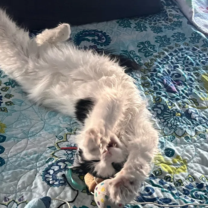 Sarah's Purrrfect Kitty Kare