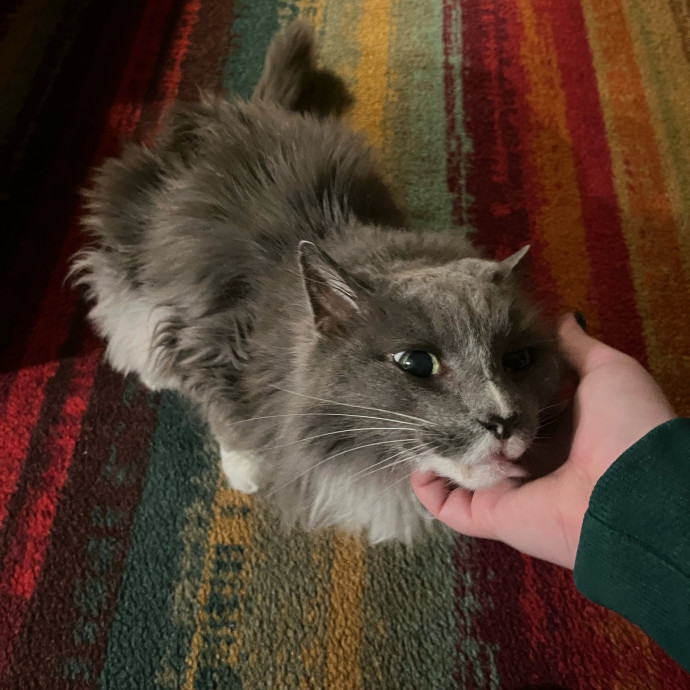 Sarah's Purrrfect Kitty Kare