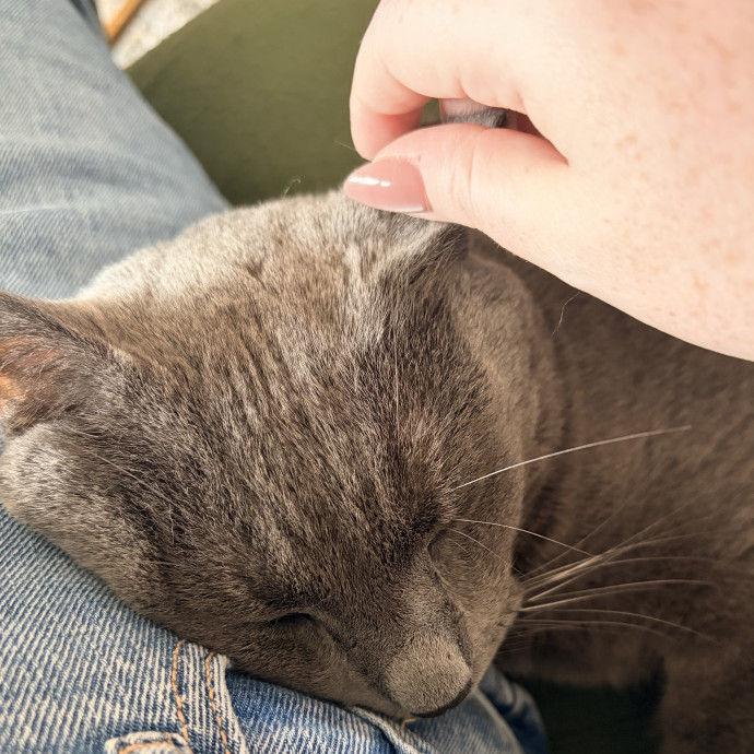 Sarah's Purrrfect Kitty Kare