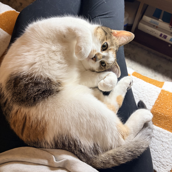 Sarah's Purrrfect Kitty Kare photo 3