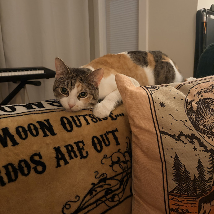Sarah's Purrrfect Kitty Kare photo 2