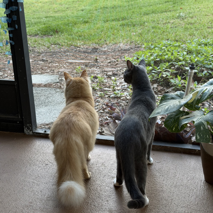Purrs And Play While You're Away